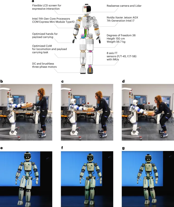 ergoCub: Shared Embodied Intelligence for Humanoid Robots