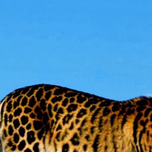 Refined output crop of a leopard with sharper facial features and fur texture
