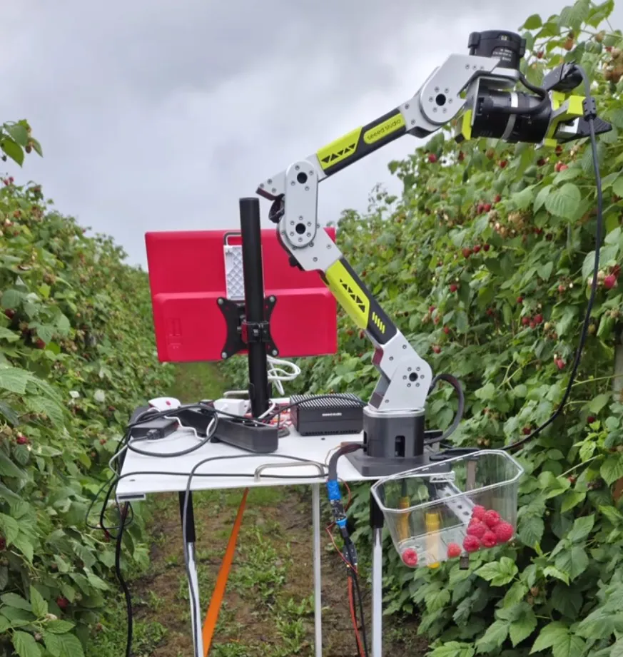 reBot-DevArm mounted outdoors picking raspberries into a basket