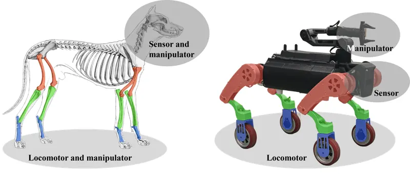 Whole-body Motion Control of an Omnidirectional Wheel-Legged Mobile Manipulator via Contact-Aware Dynamic Optimization