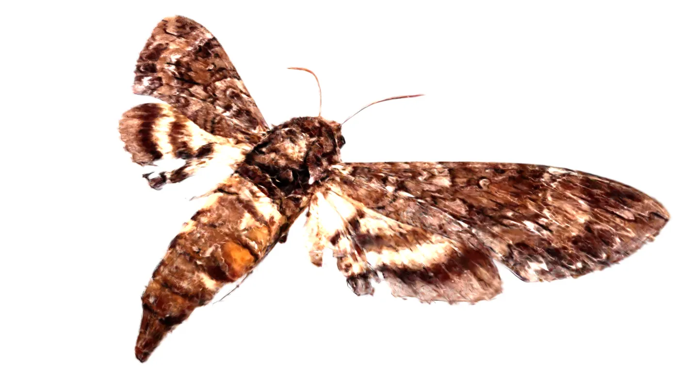 Fly specimen